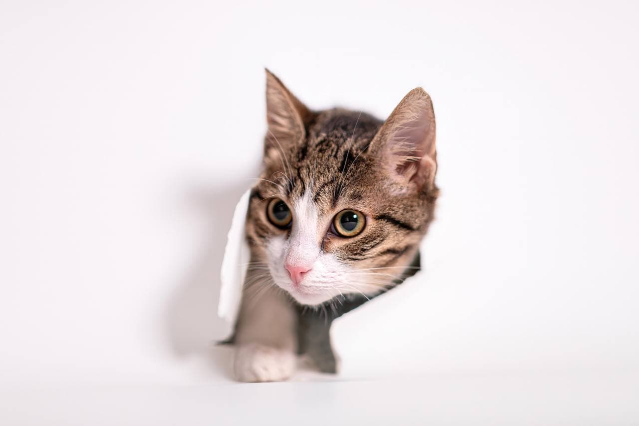 Big Sale in Support of Purmaska Shelter