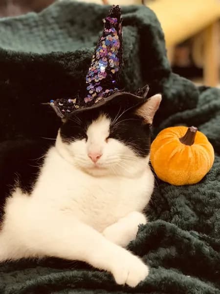 English Speaking Club and Cats